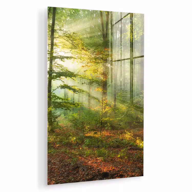Glas schilderij - Zon - Bos - Bomen - Natuur - Herfst — 1