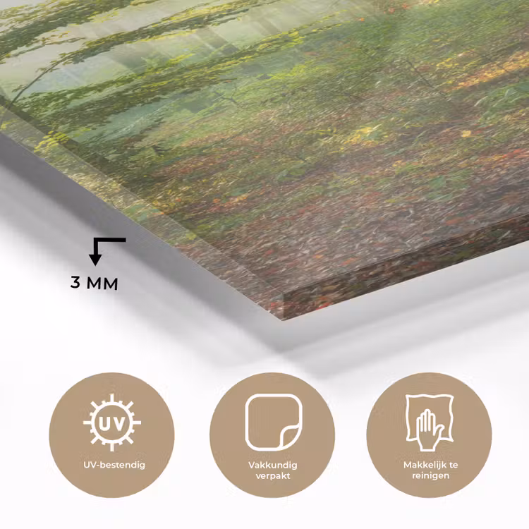 Glas schilderij - Zon - Bos - Bomen - Natuur - Herfst — 3