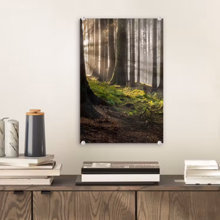 Glas schilderij - Zon - Takken - Bomen - Bos - Natuur — 2