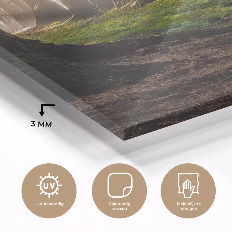 Glas schilderij - Zon - Takken - Bomen - Bos - Natuur — 3