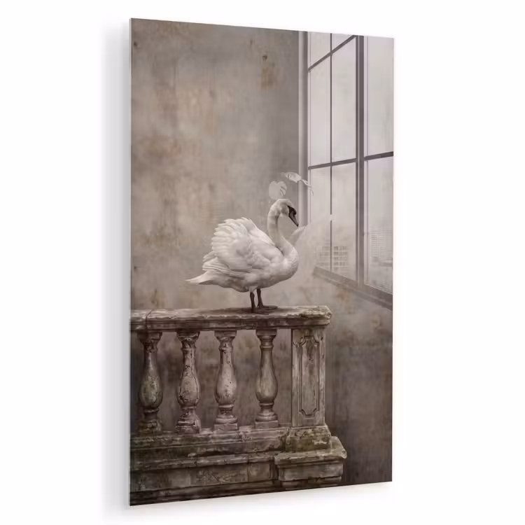 Glas schilderij - Zwaan - Elegant - Dieren - Wit — 1