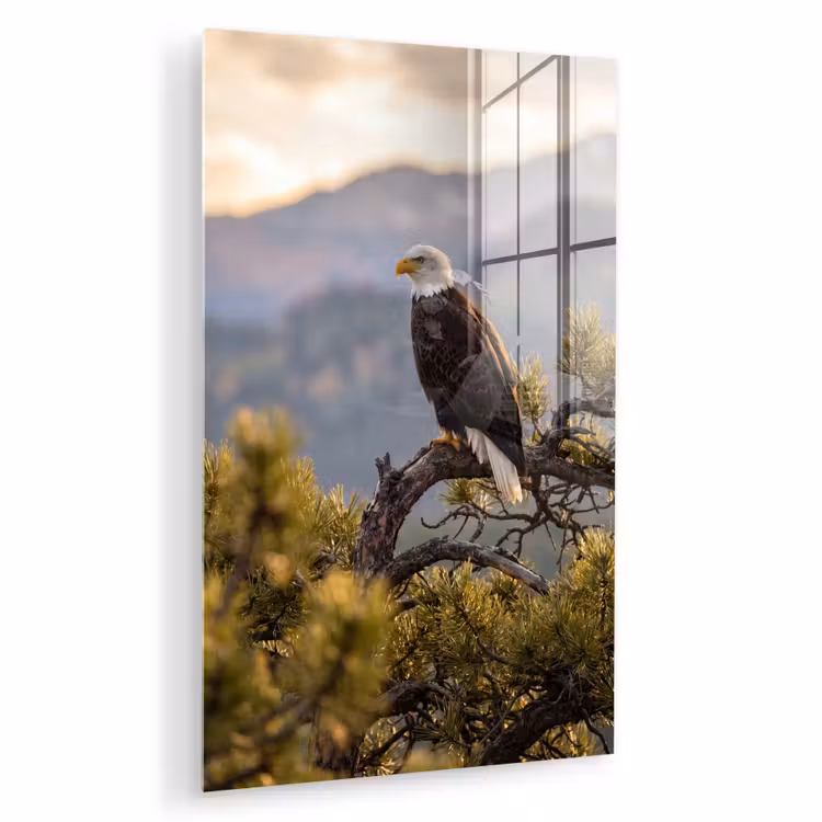 Glas schilderij - Zeearend - Boom - Bergen - Groen — 1