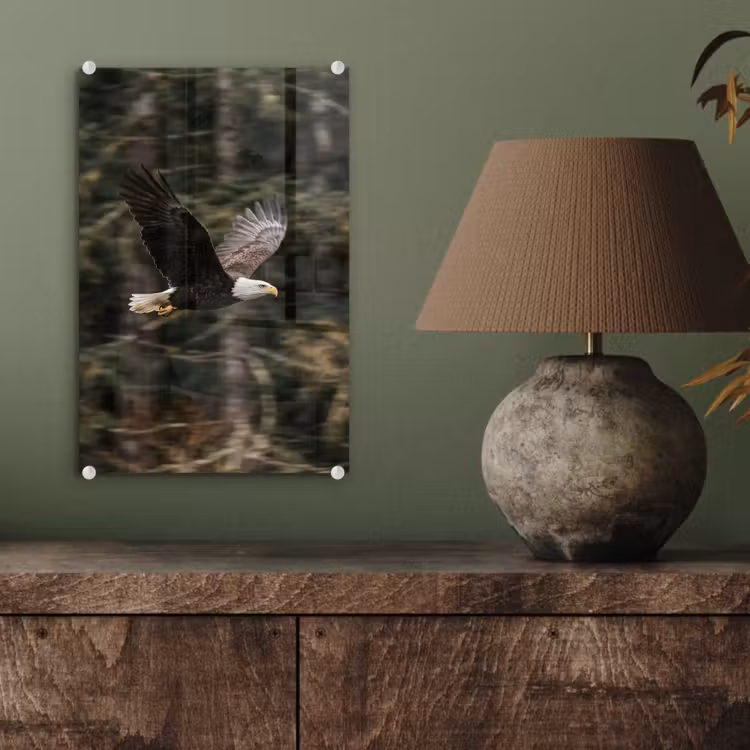 Glas schilderij - Zeearend - Vliegen - Bos - Natuur — 4