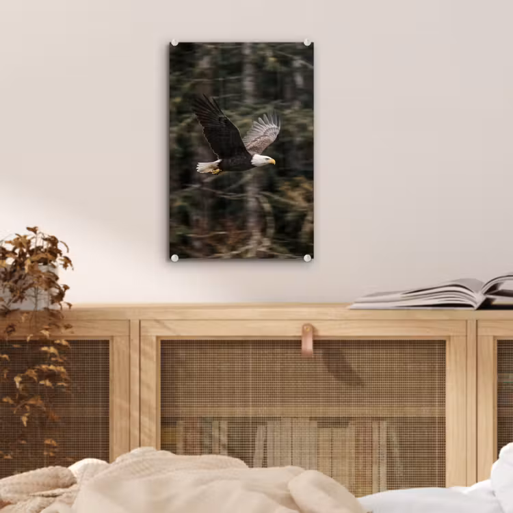 Glas schilderij - Zeearend - Vliegen - Bos - Natuur — 5