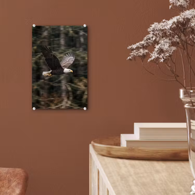 Glas schilderij - Zeearend - Vliegen - Bos - Natuur — 6