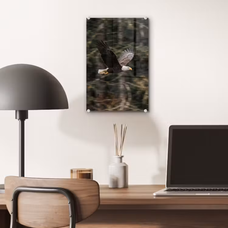 Glas schilderij - Zeearend - Vliegen - Bos - Natuur — 7