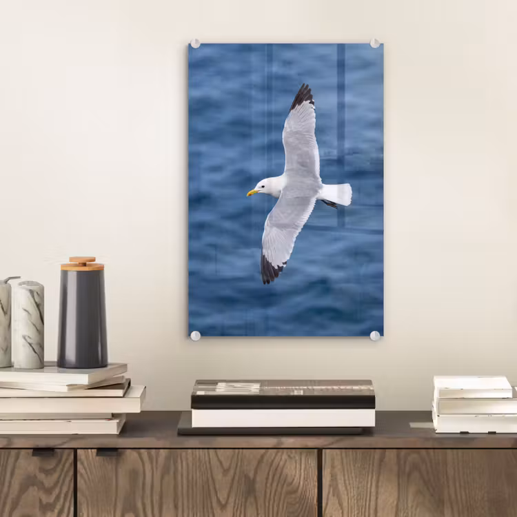 Glas schilderij - Zeemeeuw - Oceaan - Blauw — 2