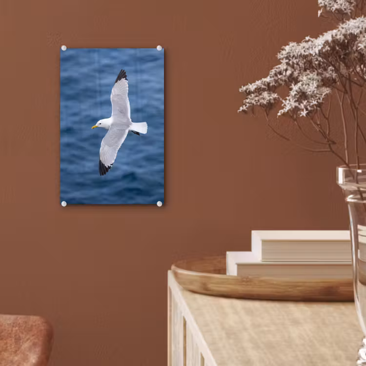 Glas schilderij - Zeemeeuw - Oceaan - Blauw — 6