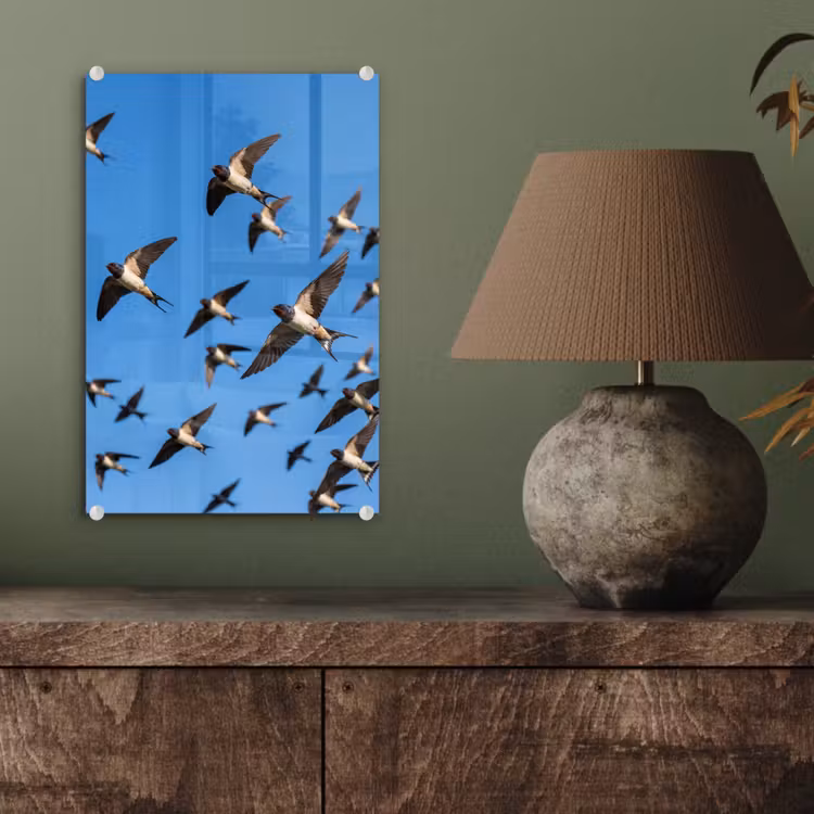 Glas schilderij - Zwaluwen - Vliegen - Blauw — 4