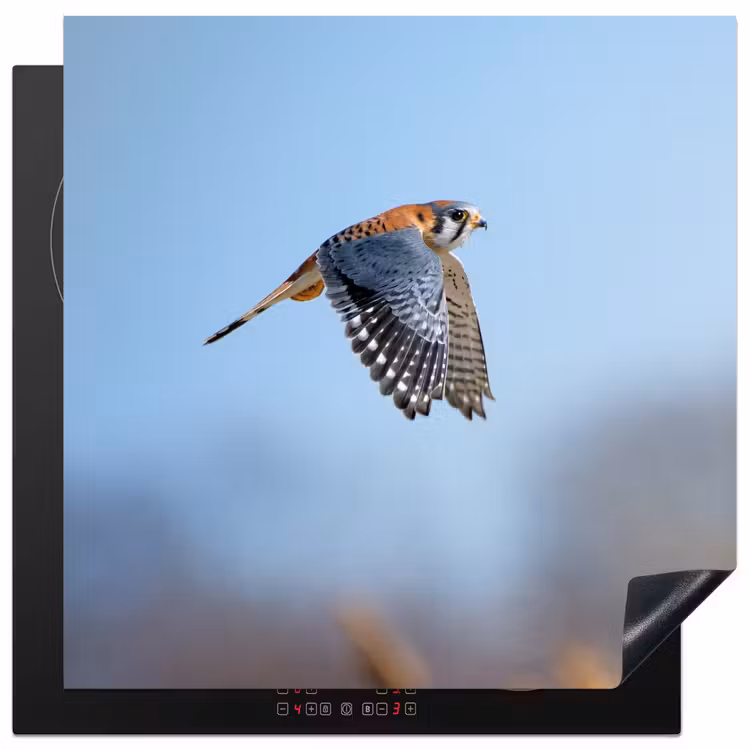 Inductie beschermer - Kleurrijke valk aan het vliegen — 2