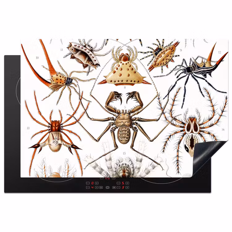 Inductie beschermer - Retro - Spin - Ernst Haeckel - Spinnen — 2