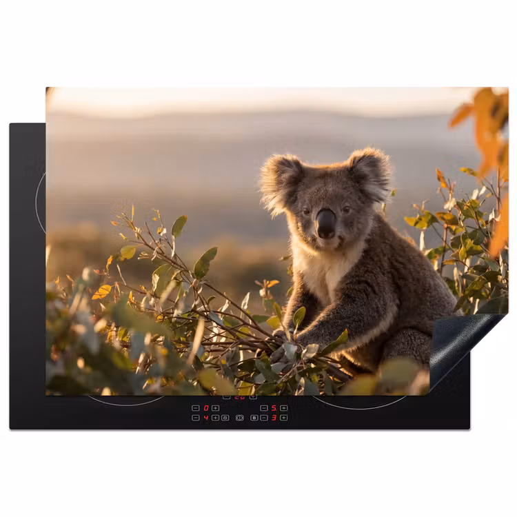 Inductie beschermer - Koala - Bladeren - Ochtendlicht — 2