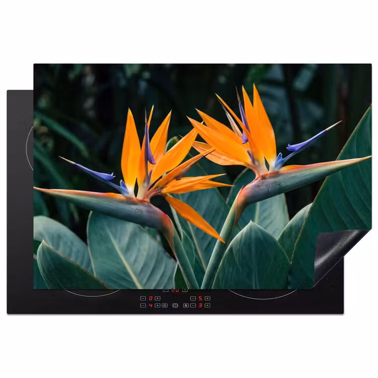 Inductie beschermer - Paradijsvogel - Bloem - Exotisch — 1