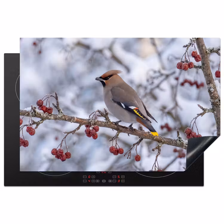 Inductie beschermer - Pestvogel - Bessen - Winter - Natuur — 2