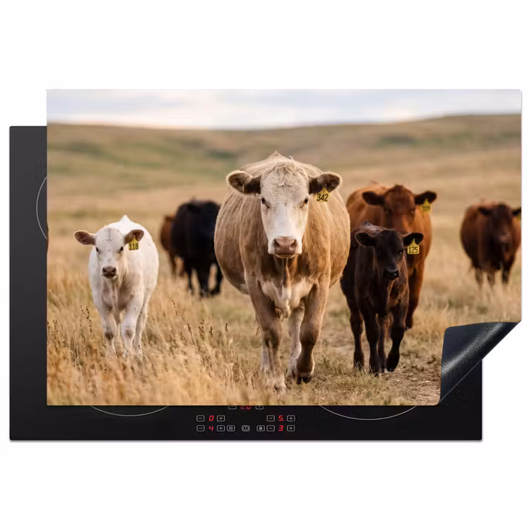 Inductie beschermer - Runderen - Kudde - Landschap - Weide - Rustig — 2