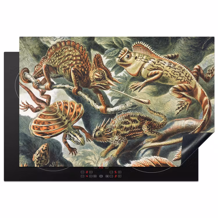 Inductie beschermer - Vintage - Kunst - Ernst Haeckel - Salamanders - Dieren — 2