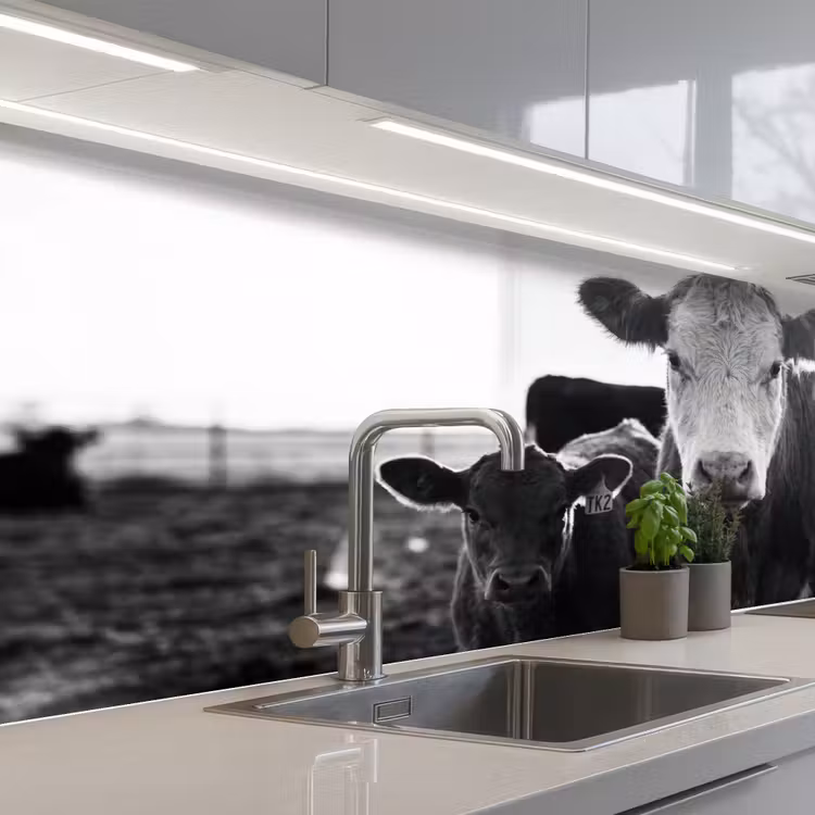 Keuken achterwand - Koeien - Zwart - Wit — 2