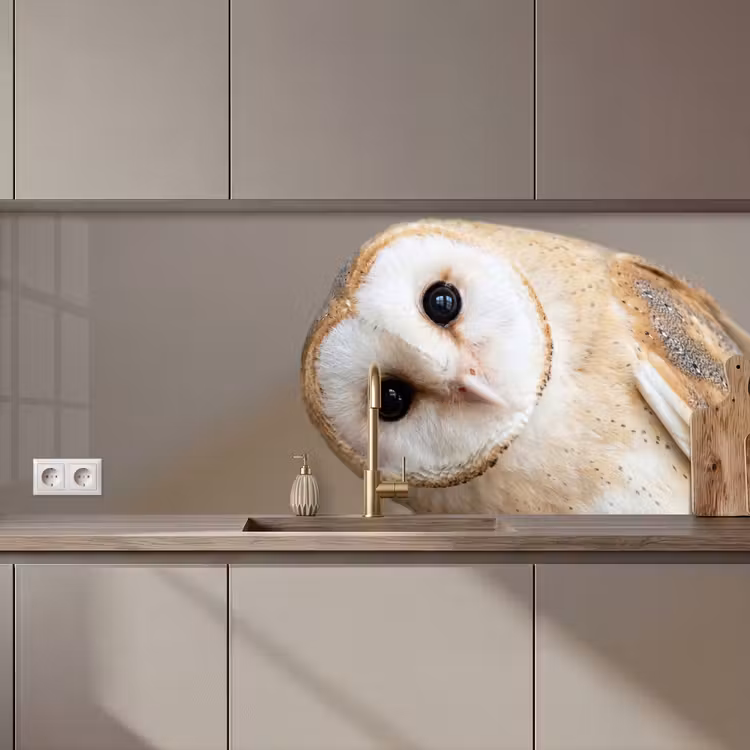 Keuken achterwand - Uil - Bruin - Wit — 1