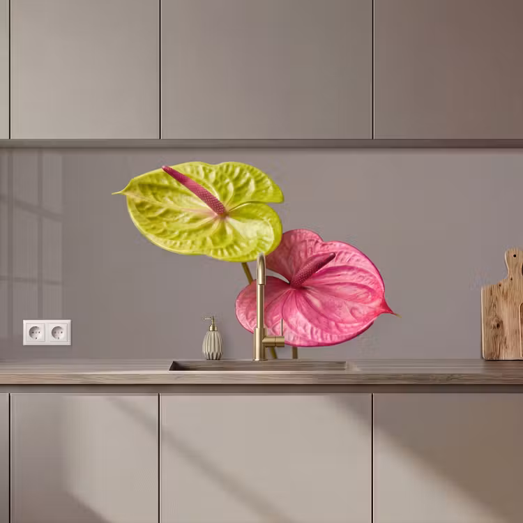 Keuken achterwand - Planten - Anthurium - Groen - Roze — 1
