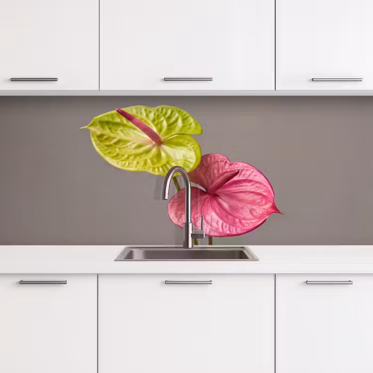 Keuken achterwand - Planten - Anthurium - Groen - Roze — 4