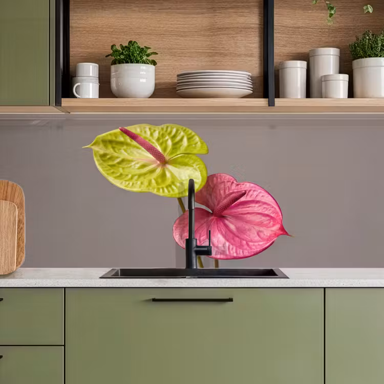 Keuken achterwand - Planten - Anthurium - Groen - Roze — 8