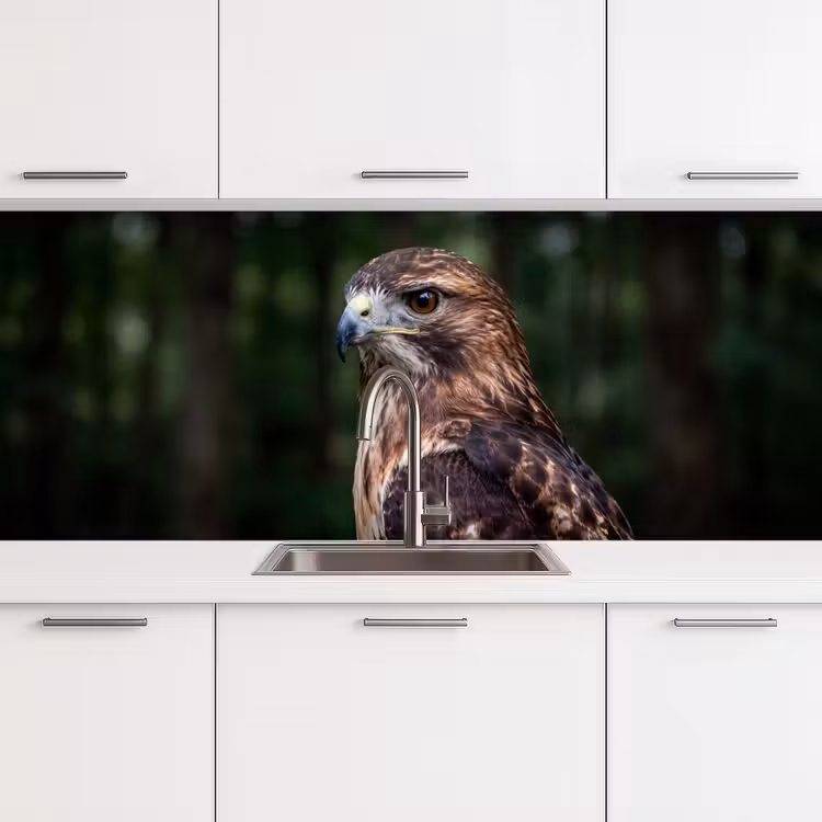 Keuken achterwand - Buizerd - Roofvogel - Natuur - Bruin — 4