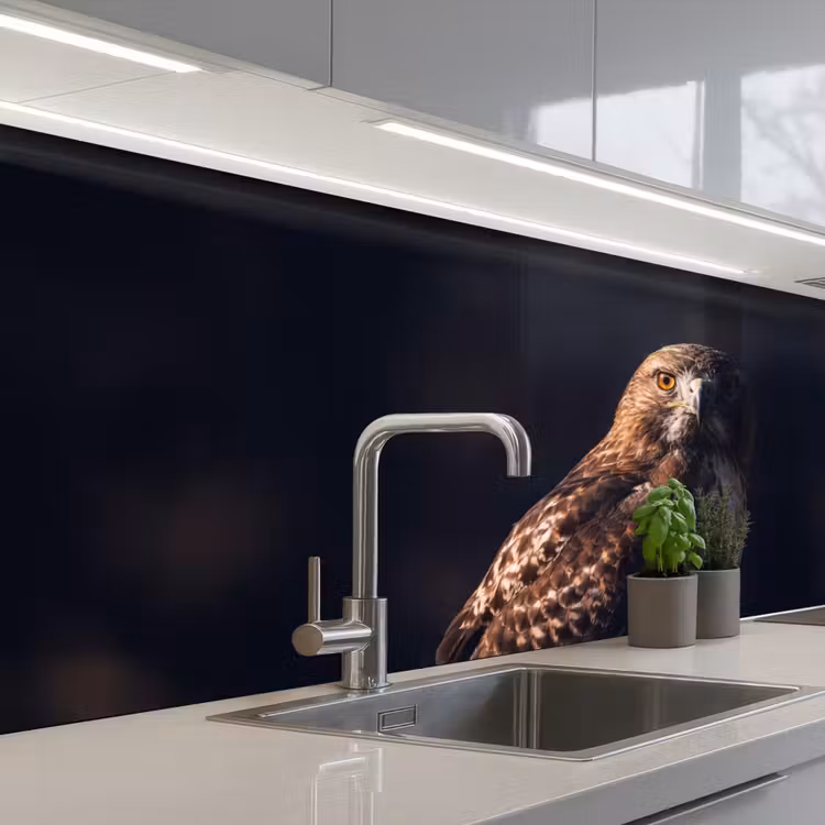 Keuken achterwand - Roofvogel - Buizerd - Bruin — 2