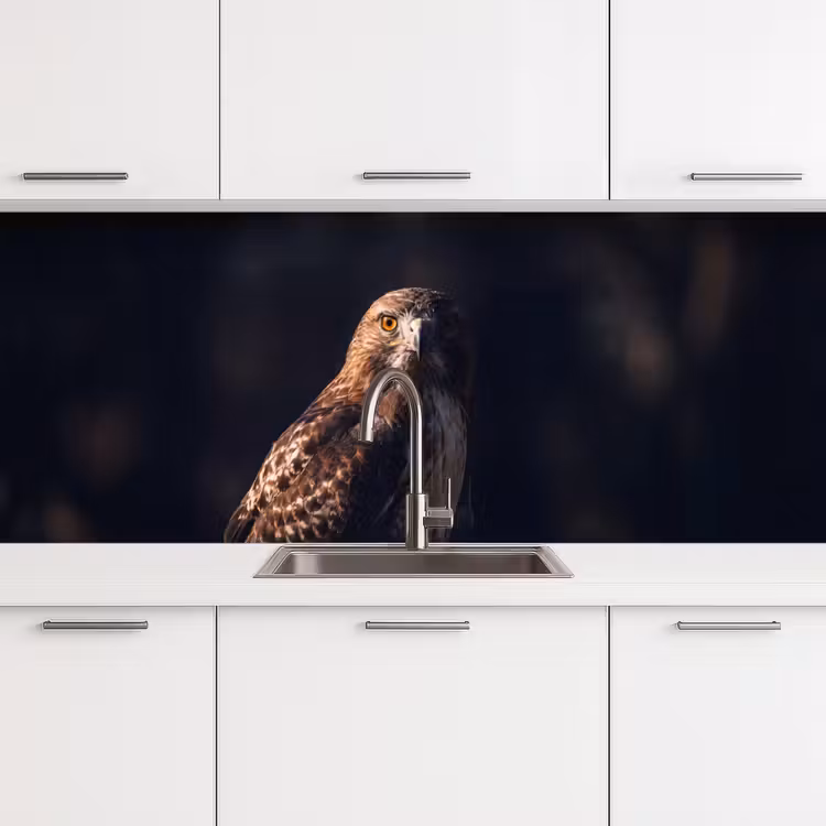 Keuken achterwand - Roofvogel - Buizerd - Bruin — 4