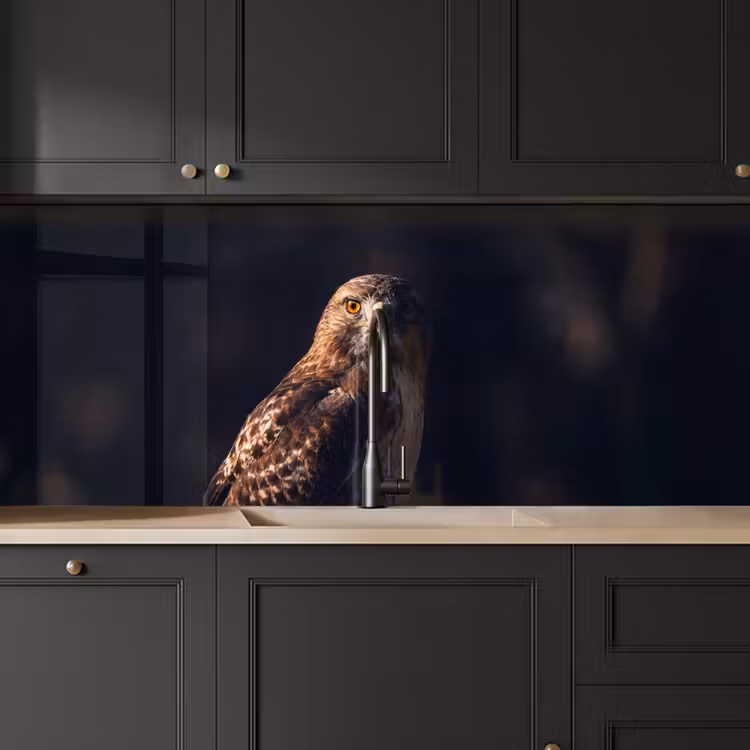 Keuken achterwand - Roofvogel - Buizerd - Bruin — 6