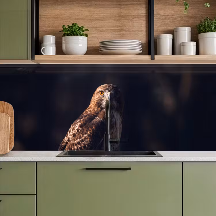 Keuken achterwand - Roofvogel - Buizerd - Bruin — 8
