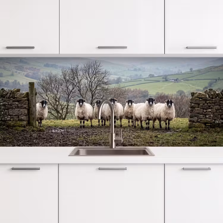 Keuken achterwand - Schapen - Rij - Weide - Dieren - Platteland — 4