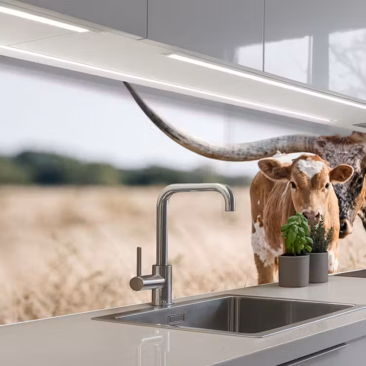 Keuken achterwand - Texas Longhorn - Kalf - Weide - Dieren — 2