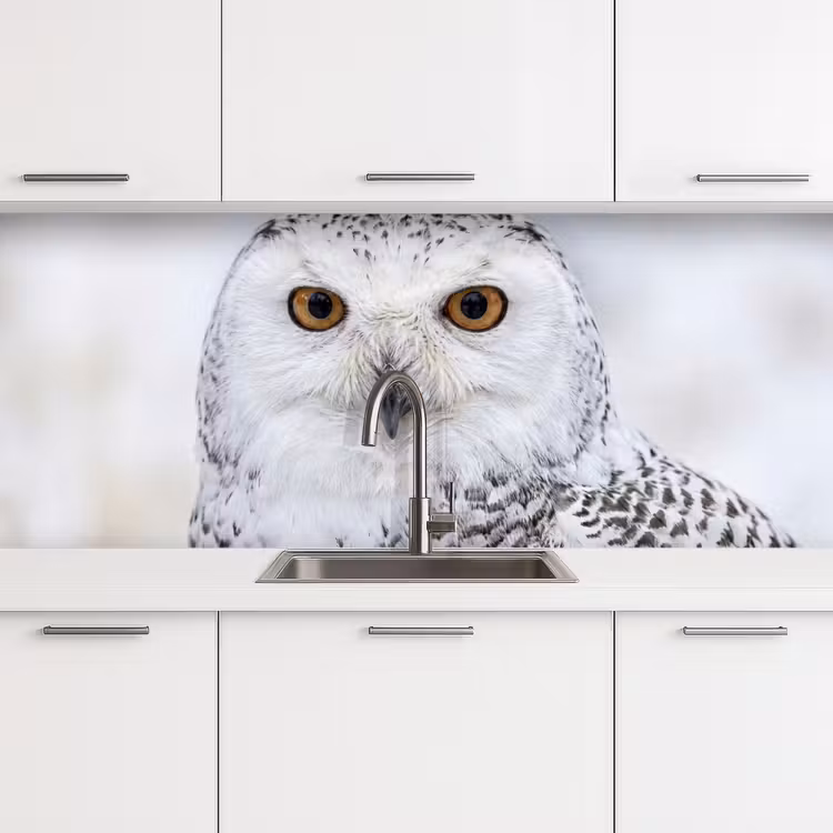 Keuken achterwand - Sneeuwuil - Oog - Wildlife - Wit — 4