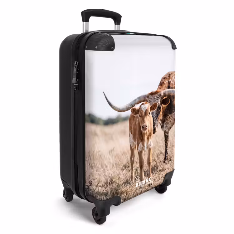 Koffer - Texas Longhorn - Kalf - Weide - Dieren — 4