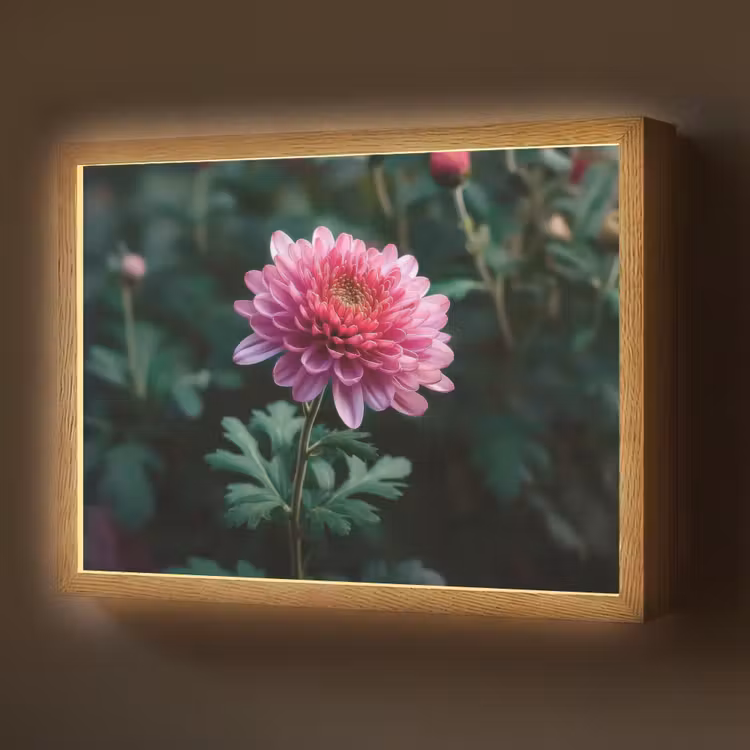 Lightbox - Wandlamp - Blad - Chrysant - Roze - Schaduw — 1
