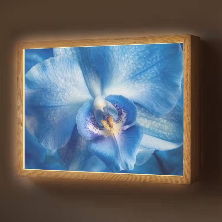 Lightbox - Wandlamp - Blauw - Orchidee - Elegeant — 1