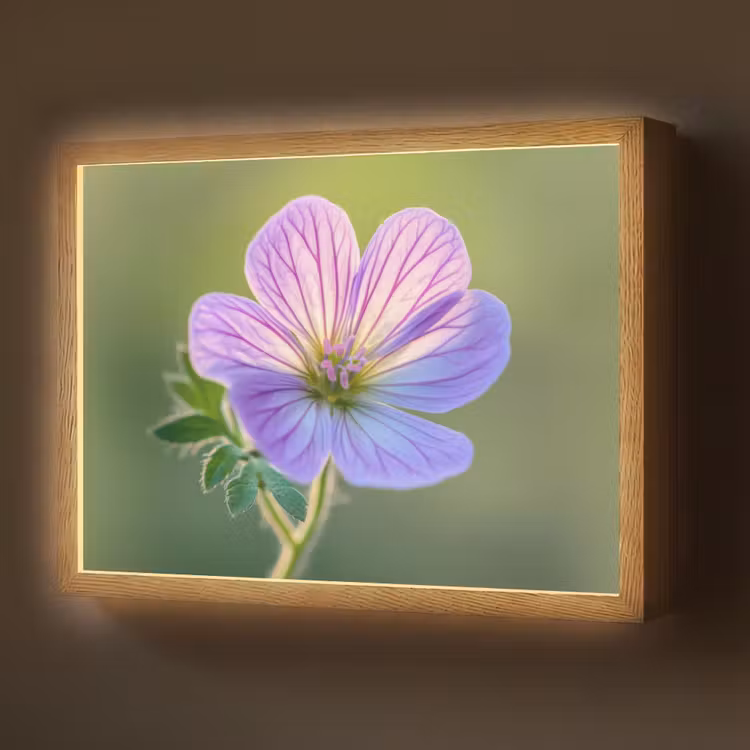 Lightbox - Wandlamp - Bloem - Close up - Paars — 1