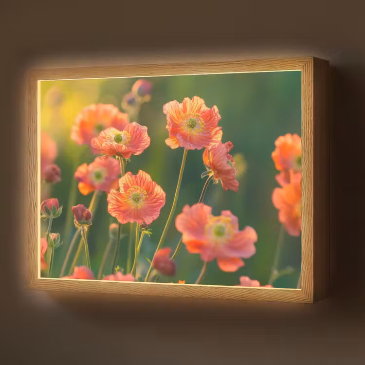 Lightbox - Wandlamp - Bloemenveld - Zonnestralen - Oranje — 1