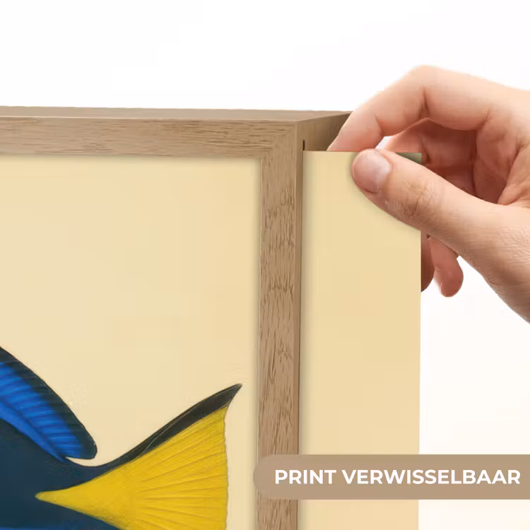 Lightbox - Wandlamp - Blauw - Dory - Vis - Staartvin — 5