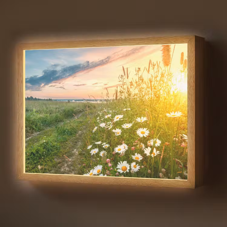 Lightbox - Wandlamp - Bloemen - Madelief - Natuur - Zon - Horizon — 1