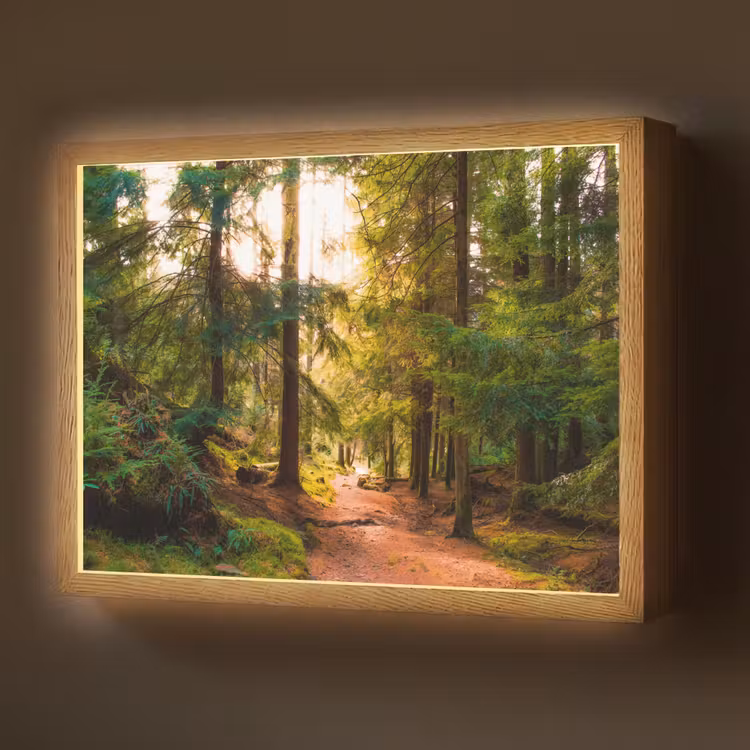 Lightbox - Wandlamp - Bos - Pad - Bomen - Groen - Zon - Natuur — 1