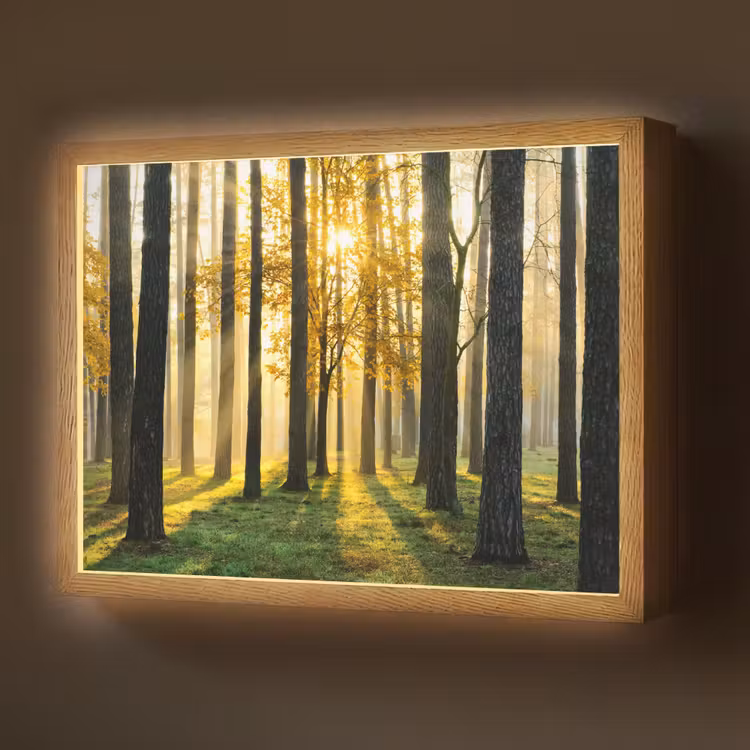 Lightbox - Wandlamp - Bos - Zon - Bomen - Gras - Landschap - Natuur — 1