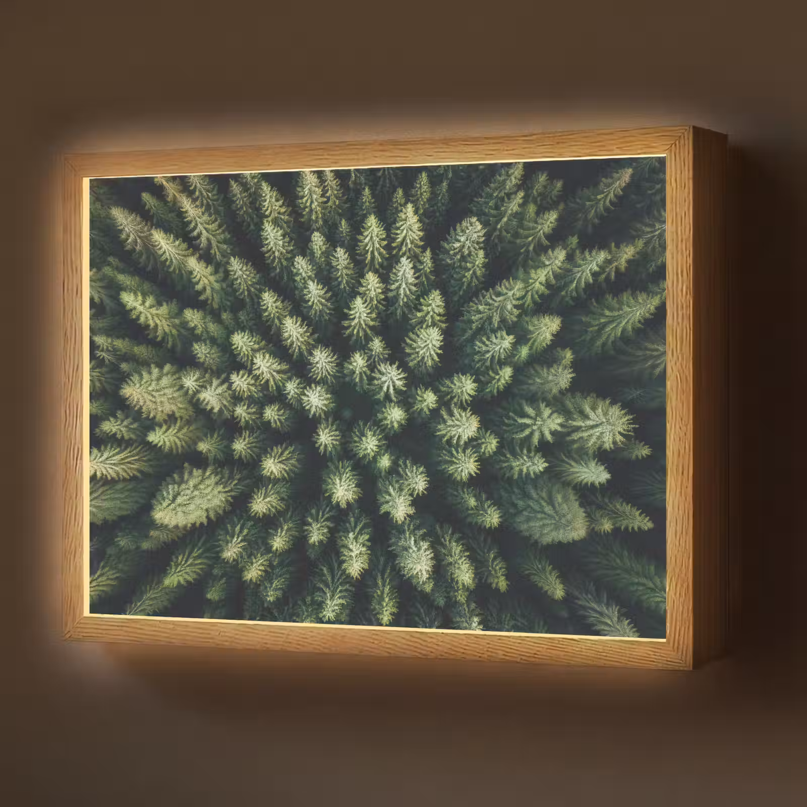 Lightbox - Wandlamp - Bomen - Naaldwoud - Structuur — 1