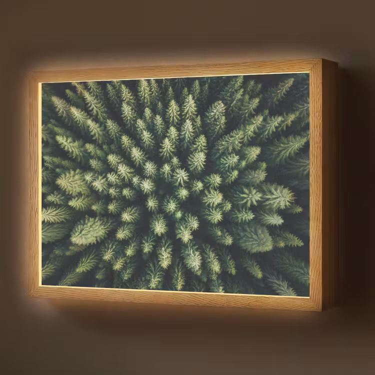 Lightbox - Wandlamp - Bomen - Naaldwoud - Structuur — 1