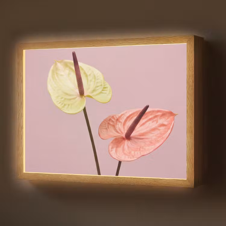 Lightbox - Wandlamp - Bloemen - Anthuriums - Geel - Roze — 1