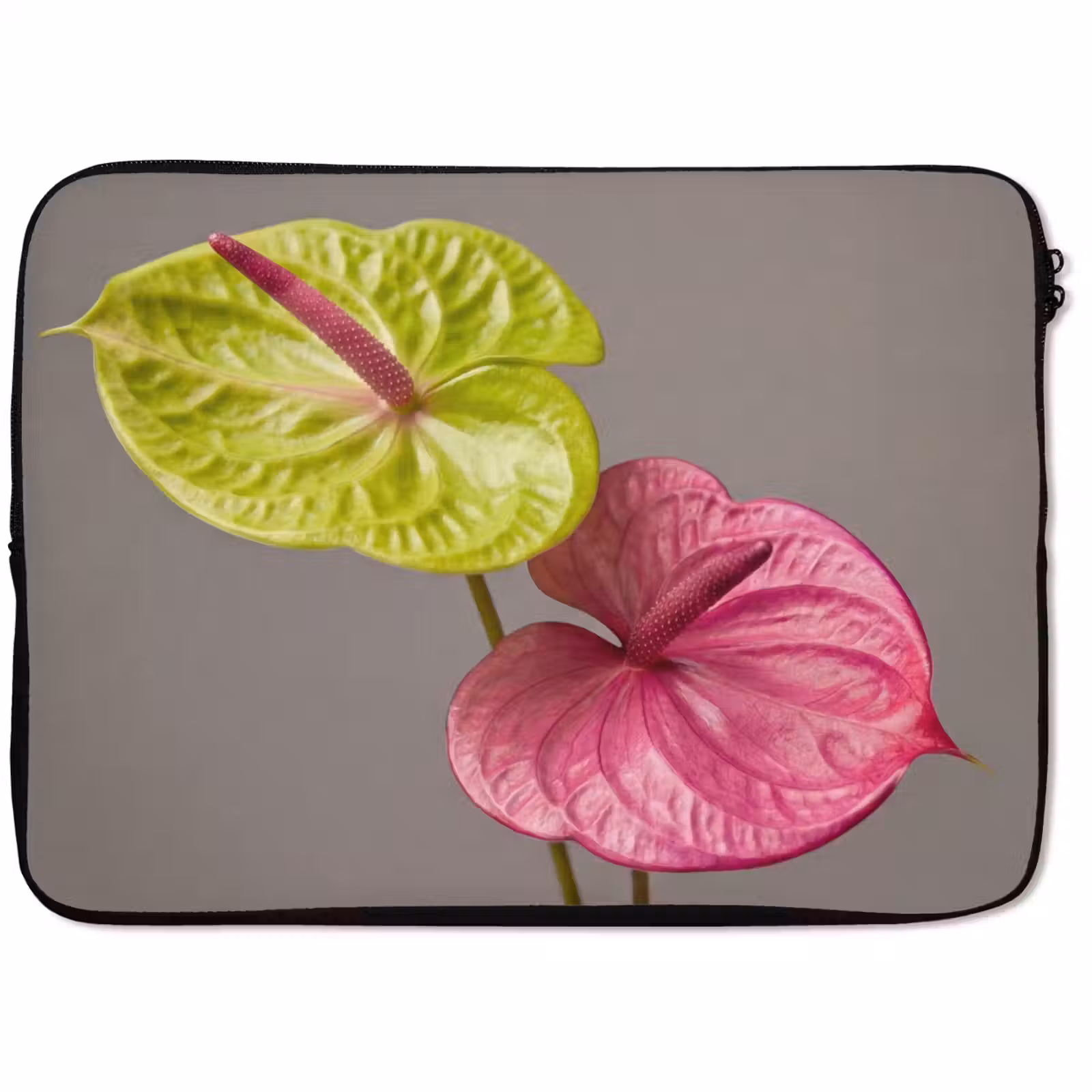Laptophoes - Planten - Anthurium - Groen - Roze — 1