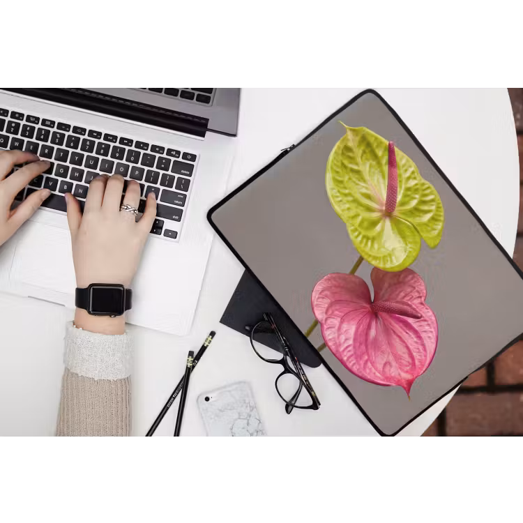 Laptophoes - Planten - Anthurium - Groen - Roze — 3