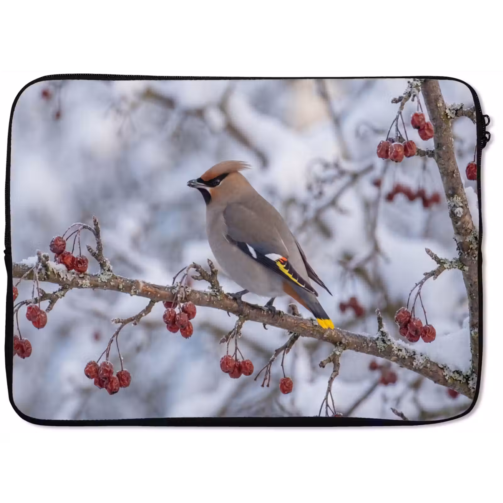 Laptophoes - Pestvogel - Bessen - Winter - Natuur — 1