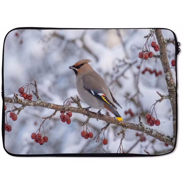 Laptophoes - Pestvogel - Bessen - Winter - Natuur — 1