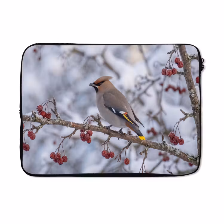 Laptophoes - Pestvogel - Bessen - Winter - Natuur — 5